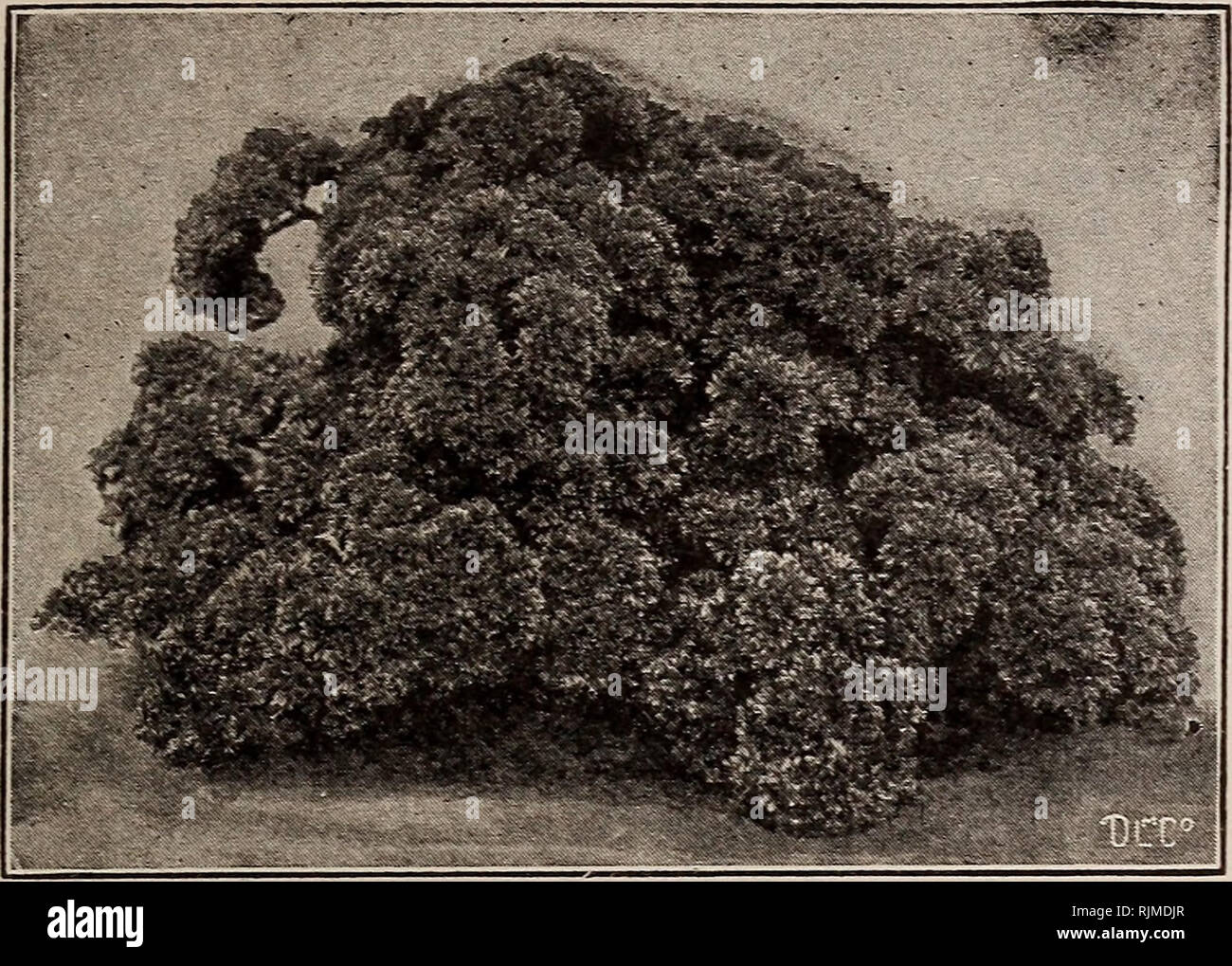 . Barnard's Samen, Blumenzwiebeln, Stauden 1917. Samen Samen Kataloge Kataloge; Gemüse; Blumen Samen Samen Kataloge Kataloge; Obst; Baumschulen (Gartenbau) Kataloge. Wenn sie ihr Saatgut bestellen, vergessen Sie nicht, ein paar Erdnüsse für die Jungen und Mädchen zu Grder. Anlage im Mai in Bohrer 3 Meter auseinander, indem Sie die Muttern 8 bis 12 Zoll auseinander in der Bohrer. Pflegen und sauber halten. Per e-mail, Postpaid, J^lb, 15 c: lb, 25c.. Pfeffer Piment, Fr. CHAMPION MOSS gedrehter Petersilie MEISTER MOOS gelockt. Die Blätter sind extra Larg=, extra dunkel Grün, zart, crimpled und gewellt. Genau das Richtige für ballungen in Pot Kraut Stockfoto . Barnard's Samen, Blumenzwiebeln, Stauden 1917. Samen Samen Kataloge Kataloge; Gemüse; Blumen Samen Samen Kataloge Kataloge; Obst; Baumschulen (Gartenbau) Kataloge. Wenn sie ihr Saatgut bestellen, vergessen Sie nicht, ein paar Erdnüsse für die Jungen und Mädchen zu Grder. Anlage im Mai in Bohrer 3 Meter auseinander, indem Sie die Muttern 8 bis 12 Zoll auseinander in der Bohrer. Pflegen und sauber halten. Per e-mail, Postpaid, J^lb, 15 c: lb, 25c.. Pfeffer Piment, Fr. CHAMPION MOSS gedrehter Petersilie MEISTER MOOS gelockt. Die Blätter sind extra Larg=, extra dunkel Grün, zart, crimpled und gewellt. Genau das Richtige für ballungen in Pot Kraut Stockfoto