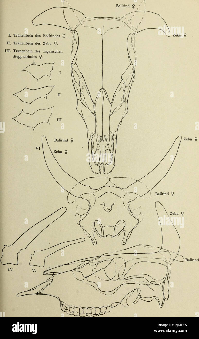 . Bibos Banteng (sondaicus) und Zebu (Bos indicus) und ihr gegenseitiges? Verha ltnis nebst? Ausfu hrungen u?ber den Einfluss der Domestikation beim Banteng, Gaur, Ur und Yak. Tafel IV. Iv. Neunter Balirindes Rückenwirbel des 9. V. Neunter Rückenwirbel des Zebu. /Verlag von Paul Paroy in Berlin.. Bitte beachten Sie, dass diese Bilder sind von der gescannten Seite Bilder, die digital für die Lesbarkeit verbessert haben mögen - Färbung und Aussehen dieser Abbildungen können nicht perfekt dem Original ähneln. extrahiert. Gans, Heinrich. Merseburg, F. Stollberg Stockfoto