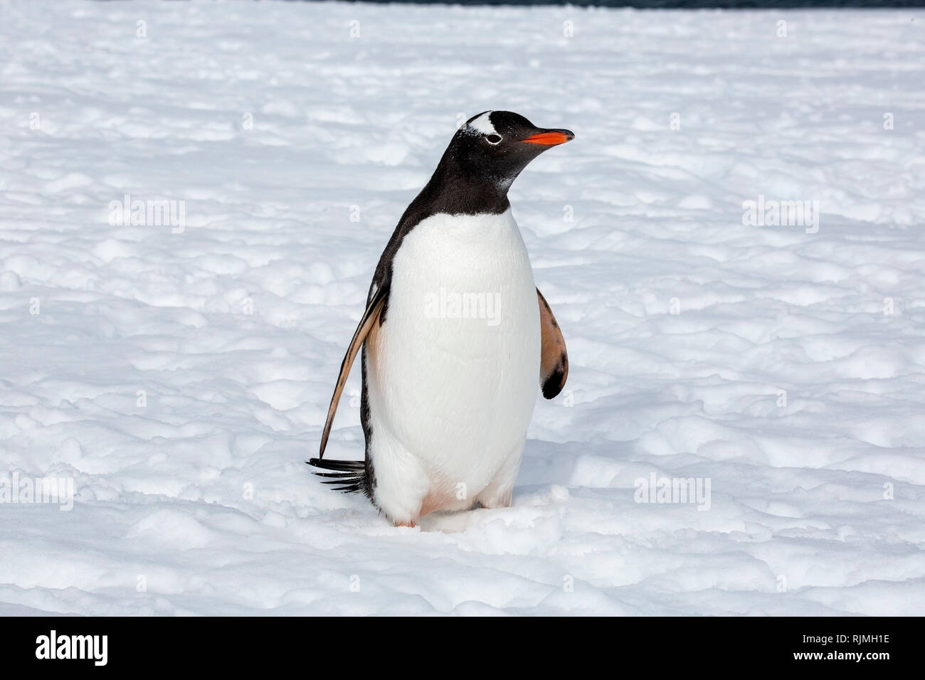 Gentoo Pinguin einzelnen Erwachsenen stehen auf Schnee und Eis in der Nähe der Kolonie, Antarktis Stockfoto