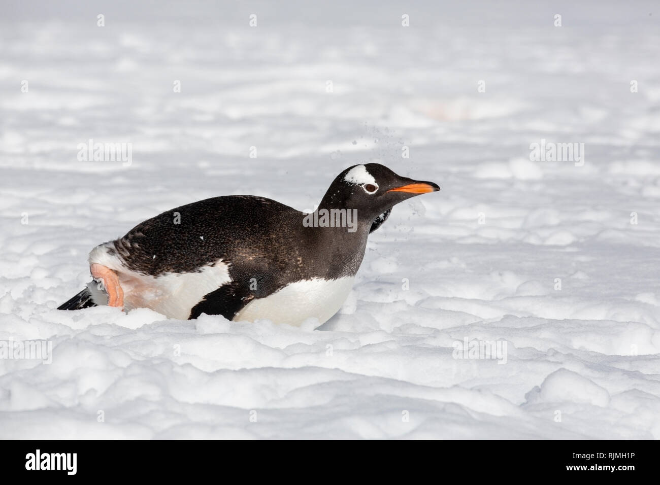 Gentoo Pinguin Pygoscelis papua Erwachsenen auf dem Schnee in der Antarktis liegen Stockfoto