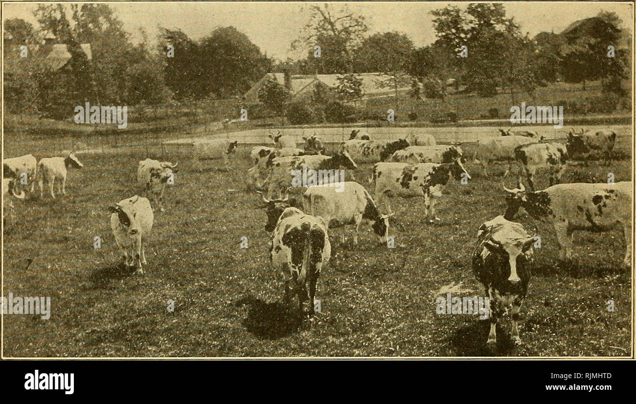 . Ayrshire Jahr buchen. Ayrshire Vieh. PENNSTI. VANIA BARCLAY FARM, PA.. AYRSHIRES Importeure und Züchter von typische Tiere mit guten Molkerei Kapazität. 58 Der jährlichen ofiBcial Datensätze in 1910 Jahr veröffentlicht - Buch wurden von Kühen im Besitz von Barclay Farm gezüchtet. 15 Der oben Kühe, von uns (einschließlich zehn gereift, Kühe, vier 4-jährigen und eines 3-jährigen), die offizielle Aufzeichnungen von durchschnittlich über 11.000 kg Milch, und 5,37 Pfund Butter getestet. Wir haben sieben gereift Kühe mit offiziellen Aufzeichnungen. von durchschnittlich über 12.000 kg Milch und 591 kg Butter. Haus der Meister vier Jahre alten Stockfoto