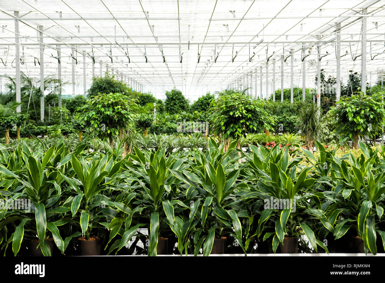 Gewaechshaus fuer Hydrokulturpflanzen das selber Energie erzeugt. Im Vordergrund stehen Dracaena Pflanzen. Stockfoto