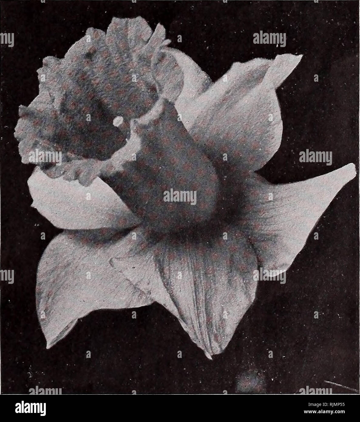 . Beckert, Zwiebeln und Samen. Verkaufskataloge Samen; Lampen (Pflanzen) Samen Samen Kataloge Kataloge; Blumen; Garten Werkzeuge Kataloge. Beckert ist xiitumn Katalog der Wahl Zwiebeln und Samen 7 DARWIN TULPEN, fortgesetzt. 7. Kugelförmige Blume; glühende Lachs - Jeder Doz. 100 Scharlachrot, Snowy White Center; fein So 04 0 40 2 $ 75 Fanny. 5. Zarte Rose, schattigen Blush, Mitte weiß, geflammt Blau 05 45 3 00 Farneombe Saunders. Brillante dunkel rosa rot, mit einer klaren weißen Mitte. Ein Riese unter den Großen - blühende Sorten 06 55 4 00 Glow (Claude Gillot). 5. Brillant leuchtende Zinnoberrot, blau, Margi Stockfoto