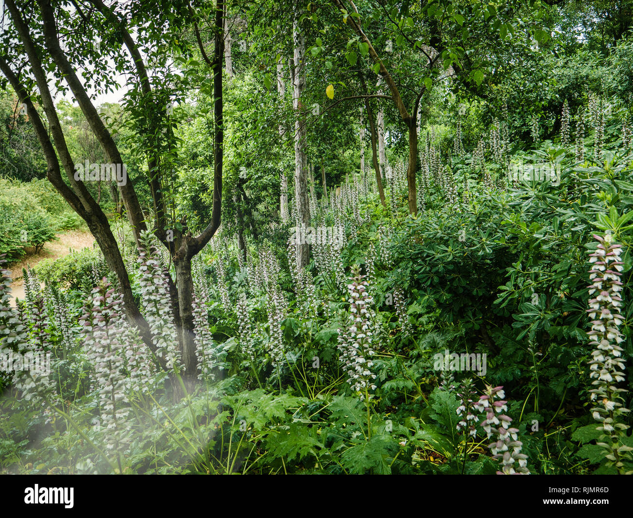 Blick auf Groß senkrecht wachsenden Blumen unter grünen Bäumen im Garten im Sommer Stockfoto