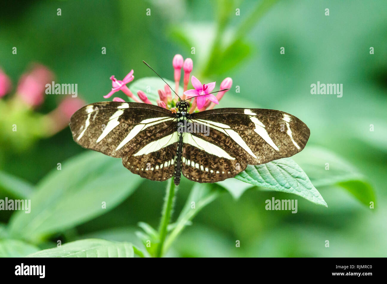 Vereinigtes Königreich Großbritannien England London Kensington Natural History Museum Sensationelle Schmetterlinge Ausstellung tropischer Lebensraum Heliconius ch Stockfoto