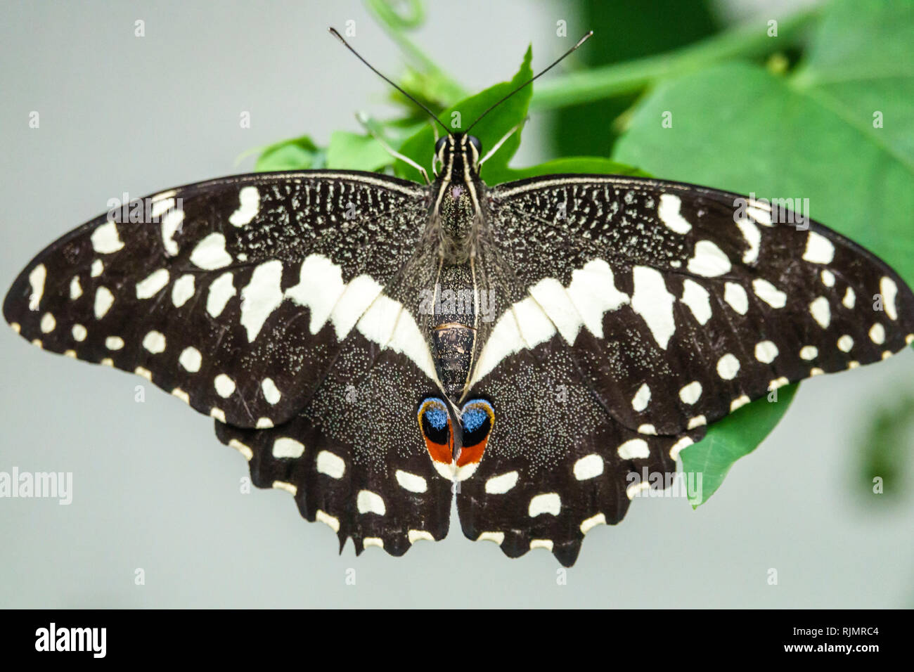 Vereinigtes Königreich Großbritannien England London Kensington Natural History Museum Sensational Schmetterlinge Ausstellung tropischer Lebensraum Common Lime B Stockfoto