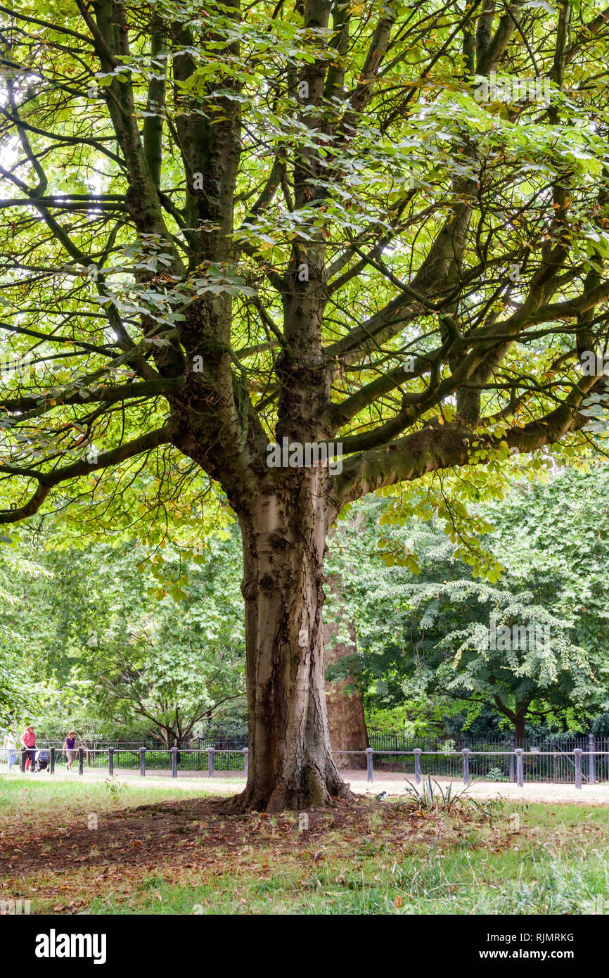 Vereinigtes Königreich Großbritannien England London Hyde Park öffentlicher Park Pfad Ulme grünen Raum Sightseeing Besucher Reise Reise Tour Touri Stockfoto