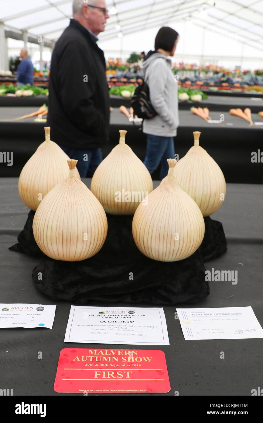 Zwiebeln im Zelt produzieren am Malvern Herbst zeigen, auf der drei Grafschaften Showground, Malvern, Worcestershire, England. Sept 2018 Stockfoto