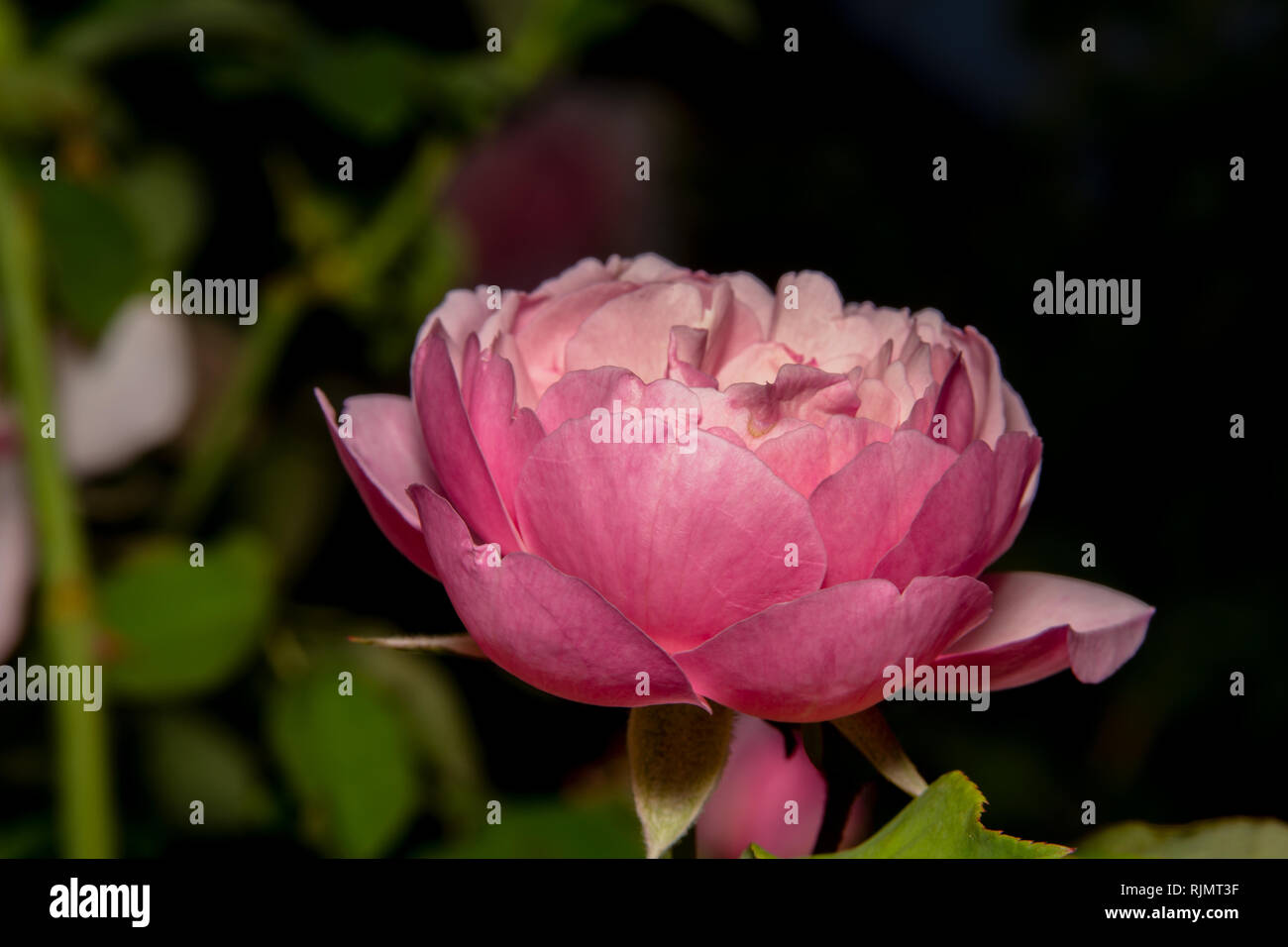 Rosa Rose voll mit zahlreichen Zahlen der Blütenblätter geblüht. Dick und schöne rosa Rose mit schönen Blüten mit dunklem Hintergrund machen es pop Stockfoto