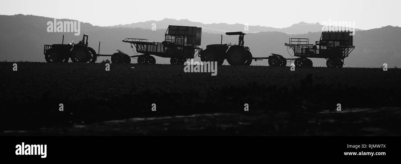 Caravan von landwirtschaftlichen Traktoren auf den Feldern im Zentrum von Kalifornien in Felder produzieren von Arbeitsmigranten aus Mexiko geerntet werden Arbeiten Stockfoto
