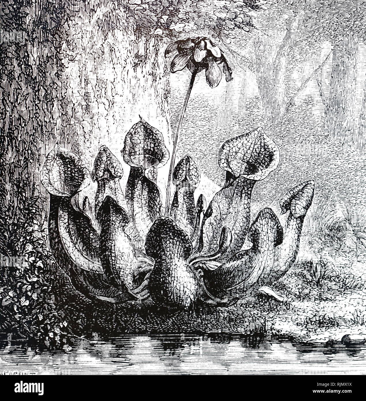 Eine Gravur, purpurrot, oder gemeinsame, kannenpflanze - Saracenic purpurea; ein Insectivorous Pflanze aus Nordamerika 1874 Stockfoto