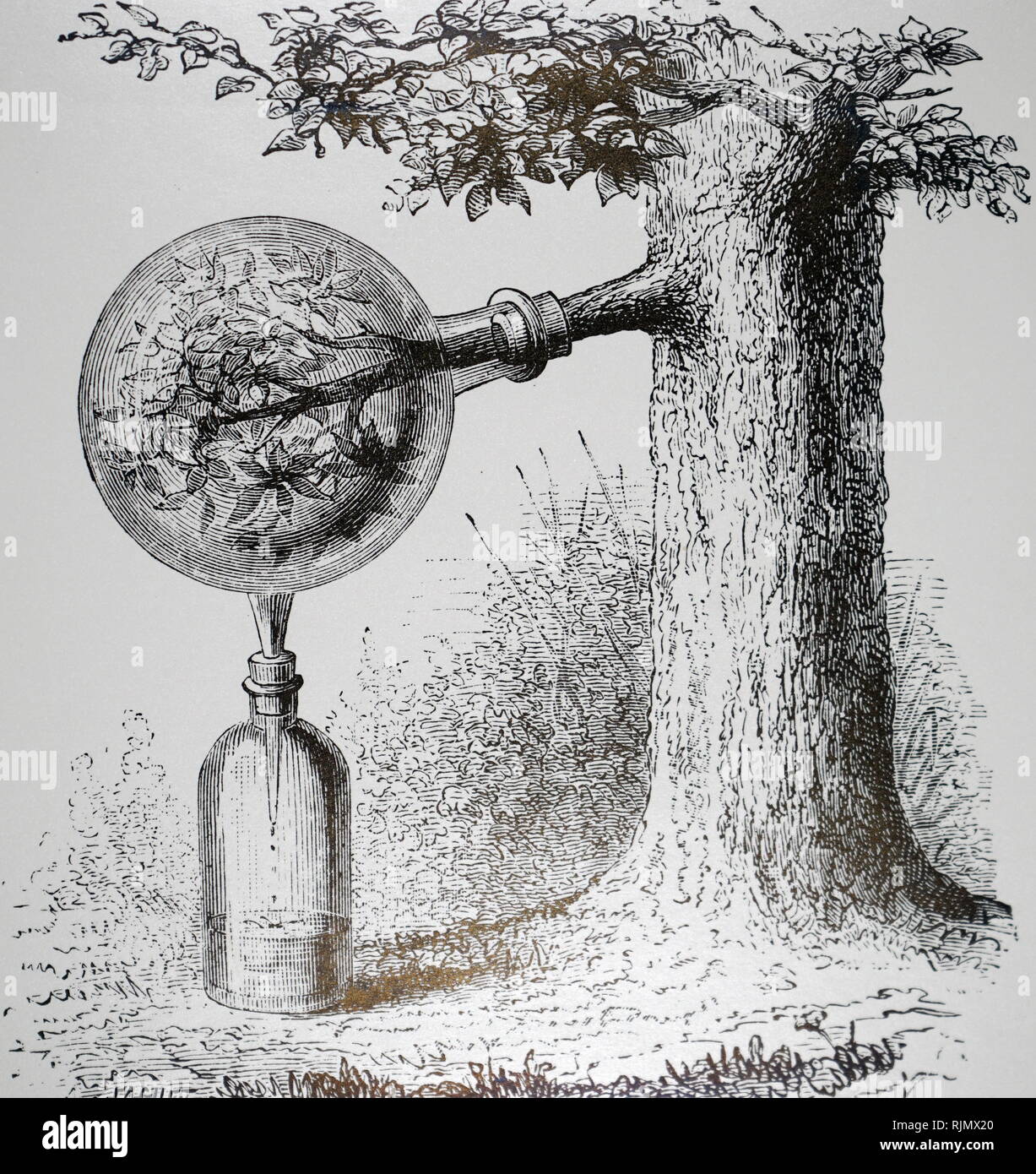 Eine Gravur, die Transpiration der Pflanzen: Guettardt's Methode zum Sammeln von Feuchtigkeit aus, die von der Zweigniederlassung in einem versiegelten Behälter 1874 gegeben Stockfoto