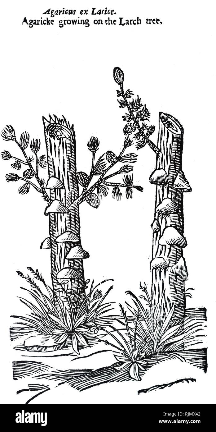 Eine Gravur, Pilze (Agaricke), wächst an Lärche. Vorderseite: John Parkinson Theatrum Botanicum: oder das Theater oí Plantea', London, 1640, Stockfoto