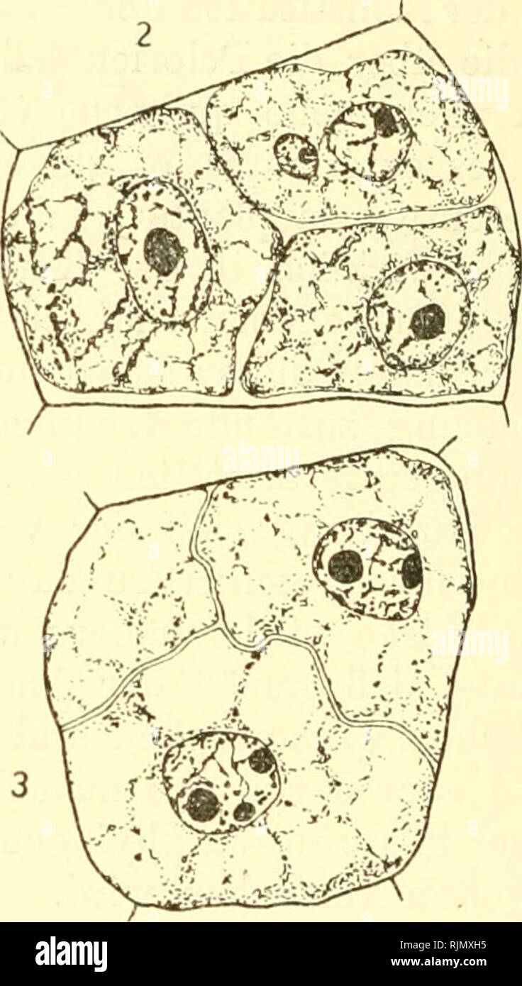 . Bastardierung als Publikum und Vaterland der Apogamie im Pflanzenreich. Eine Hypothese zur experimentellen Vererbungs- und Abstammungslehre. Apogamy; Hybridisierung. Abb. 156. Lainarckiana Pollensterilität bei Oenothera gigas. 1 Nebenkläger des Pollensackes im Längsschnitt, Pollenmutterzellen im Stadion der Interkinesis, beiderseits umgeben und in lückenlosem Vei' Bande mit-zwei-kernigen Tapetenzellen. 2 und 3 mehr oder weniger vollständige Pollcn - tetraden in dickwandigen, im verbliebenen Zeilverbande Pollenmutterzellen. / Gates (1911 b, Taf. 69, Abb. 55; Taf. 70, Abb. 88 und 84). Your" Wände blieben u Stockfoto