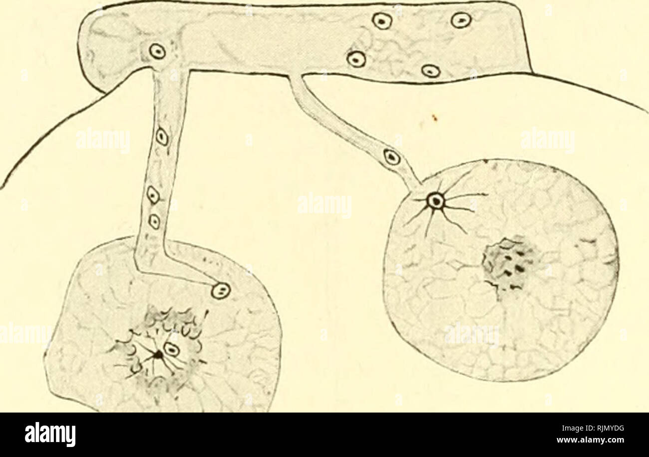 . Bastardierung als Publikum und Vaterland der Apogamie im Pflanzenreich. Eine Hypothese zur experimentellen Vererbungs- und Abstammungslehre. Apogamy; Hybridisierung. 182 siebentes Kapitel.. Im ersteren Falle müßte sterben Keimung / einer Reduktionsteilungj im letzteren aber ohne solche erfolgen. Beide Fälle ließen sich sehr wohl als Möglichkeiten der fakultativen Parthenogenese von Formen denken, die daneben noch zu normaler geschlechtlicher Fortpflanzung befähigt sind. Für zwei Mucorarten, M. neglectus und teniiis (Vgl. Abb. 53 c), sind bis jetzt nur Azygosporen überhauj) t bekannt geworden. Es lohnt sich über d Stockfoto