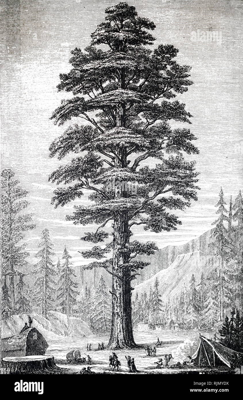 Ein kupferstich mit der Darstellung eines gigantischen Sequoia, dem einzigen lebenden Arten in der Gattung Sequoiadendron. Vom 19. Jahrhundert Stockfoto