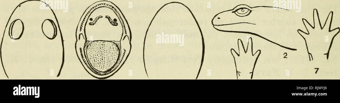 . Die batrachia von Nordamerika. Amphibien. 110 BULLETIN 34, UNITED STATES NATIONAL MUSEUM. runden ihre iuuer Margen zu einem Punkt direkt im Voraus Ihre anterior, dann abrupt nach innen und leicht nach hinten, makiag einen rechten Winkel mit Ihrem bisherigen Kurs drehen. Sie konvergieren, aber nicht vereinen. Zunge groß; so breit wie lang. Linienverkehr Falten gut markiert; parotoid Nut nicht sichtbar, vielleicht aus Versehen. Es ist schwierig, da im C-tenc brosus, die rippenbögen Falten zu unterscheiden. Es gibt nicht mehr als zwölf. Der Schwanz ist kurz und stämmig; sein oberer Rand ist viel komprimiert, als der hintere ist Ha Stockfoto