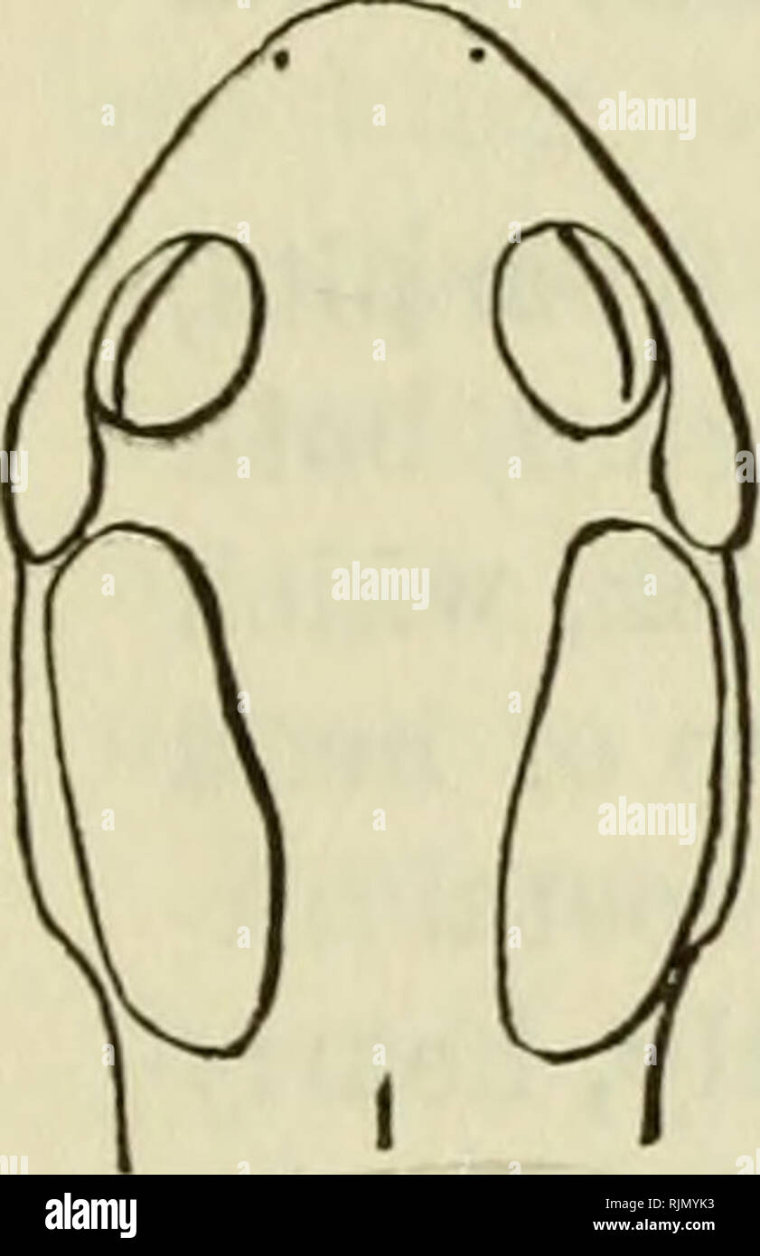 . Die batrachia von Nordamerika. Amphibien.lOG BULLETIN 34, UNITED