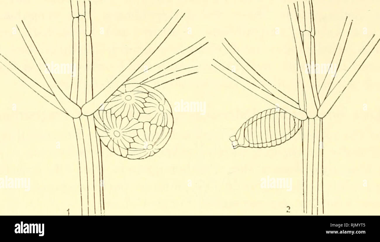 . Bastardierung als Publikum und Vaterland der Apogamie im Pflanzenreich. Eine Hypothese zur experimentellen Vererbungs- und Abstammungslehre. Apogamy; Hybridisierung. 62 Drittes Kapitel.die Hauptsache ist, sterben mikroskopisclie Untersucliung stellte die massenhafte Ausbildung völlig normaler Spermatozoiden fest, die sich im Wasser lebhaft bewegten. Die Möglichkeit Krieg auch vorhanden, auch an den Icultivierten Pflanzen Befruchtungsversuche auszuführen.. Abb. 17. B1 a11 k n 0 t e n m i t 0 o g o n i u m u n d A II t h e r i d i u m von kultivierten Pflanzen der Chara crinita Wallr. 1 Blatt - Knoten einer männl Stockfoto