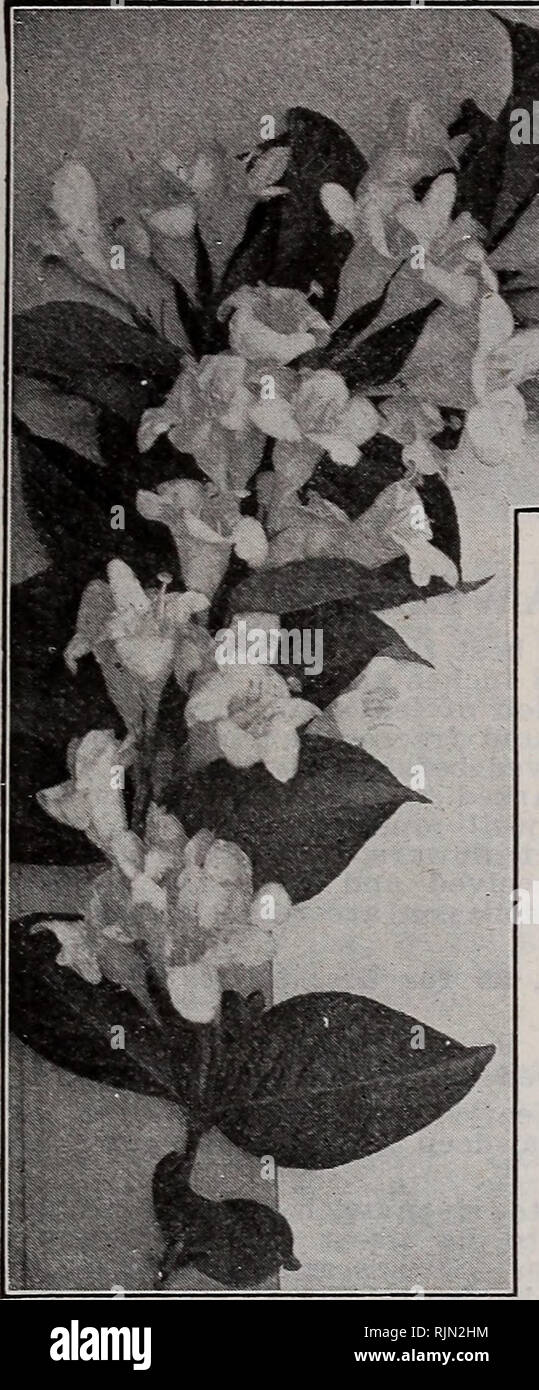 . Barnard's Samen. Samen Samen Kataloge Kataloge; Blumen; Baumschulen (Gartenbau) Kataloge; Gartengeräte und Zubehör Kataloge. Die W. W. Barnard Co., 231-235 W. Madison St., Chicago 91. Bitte beachten Sie, dass diese Bilder sind von der gescannten Seite Bilder, die digital für die Lesbarkeit verbessert haben mögen - Färbung und Aussehen dieser Abbildungen können nicht perfekt dem Original ähneln. extrahiert. W. W. Barnard &Amp; Co; Henry G. Gilbert Baumschule und Saatgut Handel Katalog Kollektion. Chicago, Illinois: Barnard Stockfoto