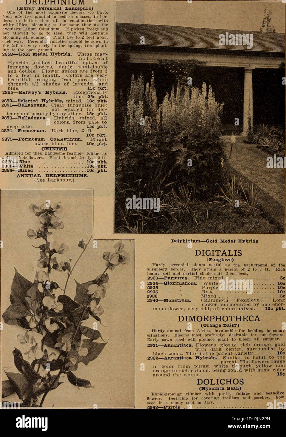 . Barnard's Samen, Blumenzwiebeln, Stauden 1920. Samen Samen Kataloge Kataloge; Gemüse; Blumen Samen Samen Kataloge Kataloge; Obst; Baumschulen (Gartenbau) Kataloge. 56 Die W. W. Barnard Co., 231-235 W. Madison St., Chicago DELPHINIUM (Hardy mehrjährig Larkspurs) Einer der schönsten Blumen, die wir haben. Sehr effektiv in Betten oder Massen gepflanzt, in Bor-, oder besser als alle in Kombination mit weißen Lilien, blühen zur gleichen Zeit wie die exquisite Lilium Candidum. Wenn frei ausgewählt und nicht erlaubt, das Saatgut zu gehen, sie wird weiterhin blühen alle summor. Anlage 1% bis 2 Meter auseinander. Peren Stockfoto