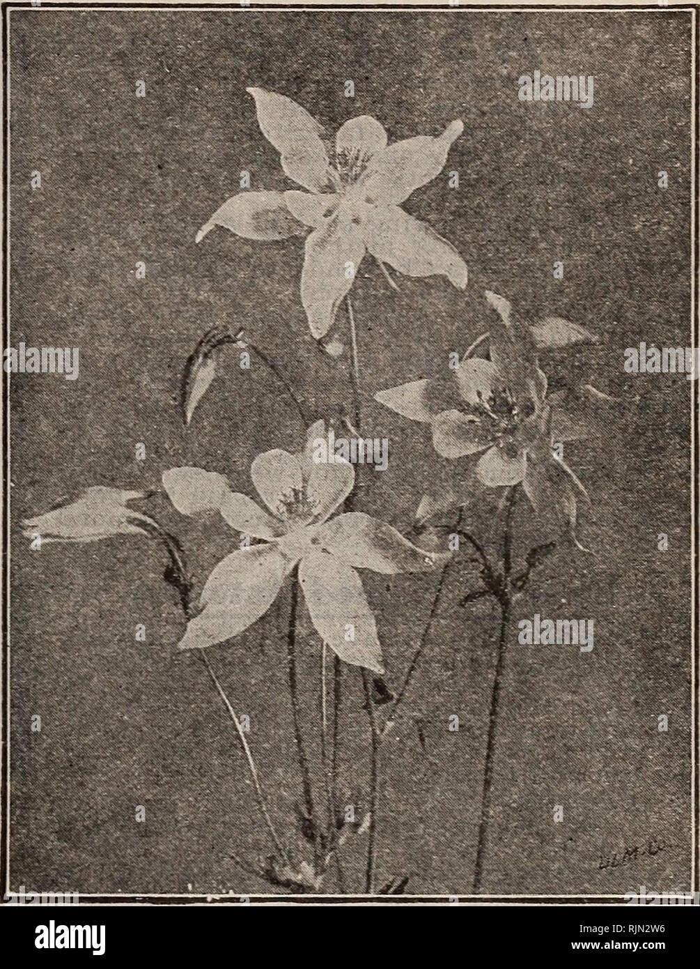 . Barnard's Samen, Blumenzwiebeln, Stauden 1918. Samen Samen Kataloge Kataloge; Gemüse; Blumen Samen Samen Kataloge Kataloge; Obst; Baumschulen (Gartenbau) Kataloge. SNAPDRAGON ANTIRRHINUM - Snapdragon H. H. S. 1 Yt, bis 3ft. Dunkle, glänzende Blätter, und neugierig geformt, auffällig gefärbten Blüten mit gefleckten Kehlen. Snap - Drachen Blüte im ersten Jahr, wenn Saatgut früh gesät wird. Die leicht mit Blättern bedeckt, sie überleben den Winter. Gelingt am besten in eher leichte Böden. Groß, Riesen-blühenden Sorten (3 Fuß) Die folgenden fünf Sorten sehr große einzelne Blumen bei langen Stacheln getragen haben. Pkt. 2078 Die Br Stockfoto