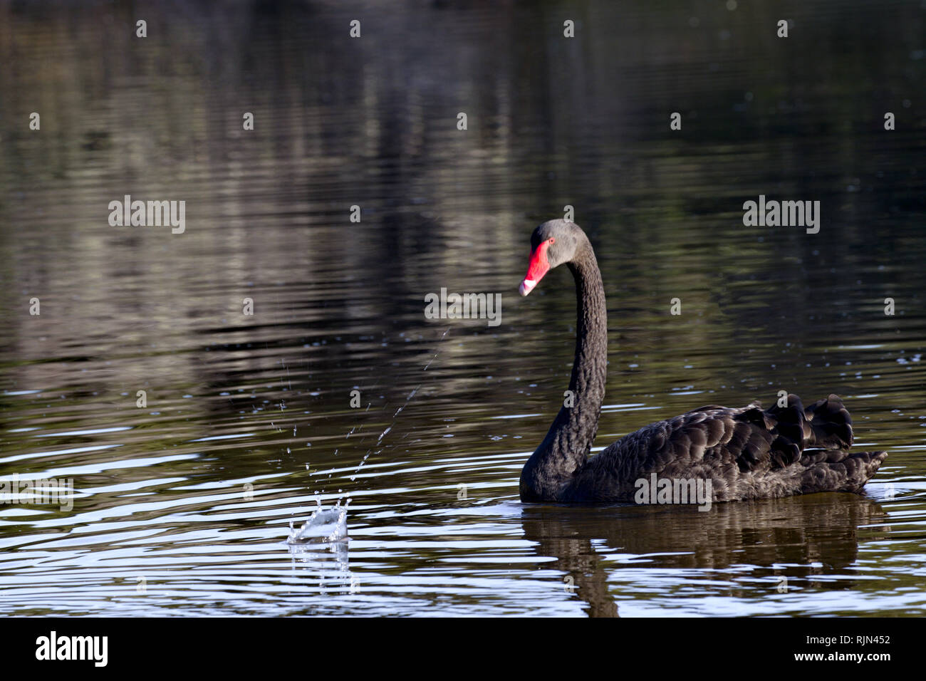 Black Swan, Symbol der unerwartete, dreht sich mit Spritzen, die Ruhe bei plötzlichen Änderungen Stockfoto