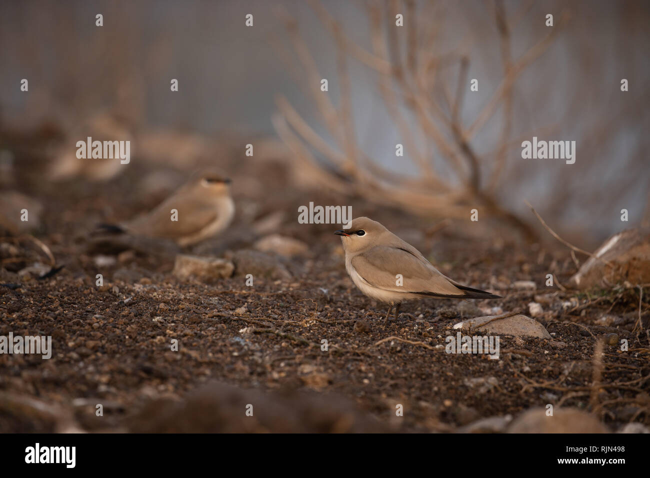 Vögel in Still Life Stockfoto