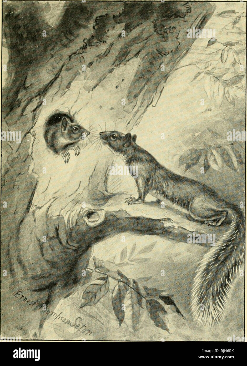 . Bannertail; die Geschichte eines grauen Eichhörnchen. Eichhörnchen. Sie TWIDDLED WHISKER GUTE NACHT. Bitte beachten Sie, dass diese Bilder sind von der gescannten Seite Bilder, die digital für die Lesbarkeit verbessert haben mögen - Färbung und Aussehen dieser Abbildungen können nicht perfekt dem Original ähneln. extrahiert. Seton, Ernest Thompson, 1860-1946. New York C. Scribner Stockfoto