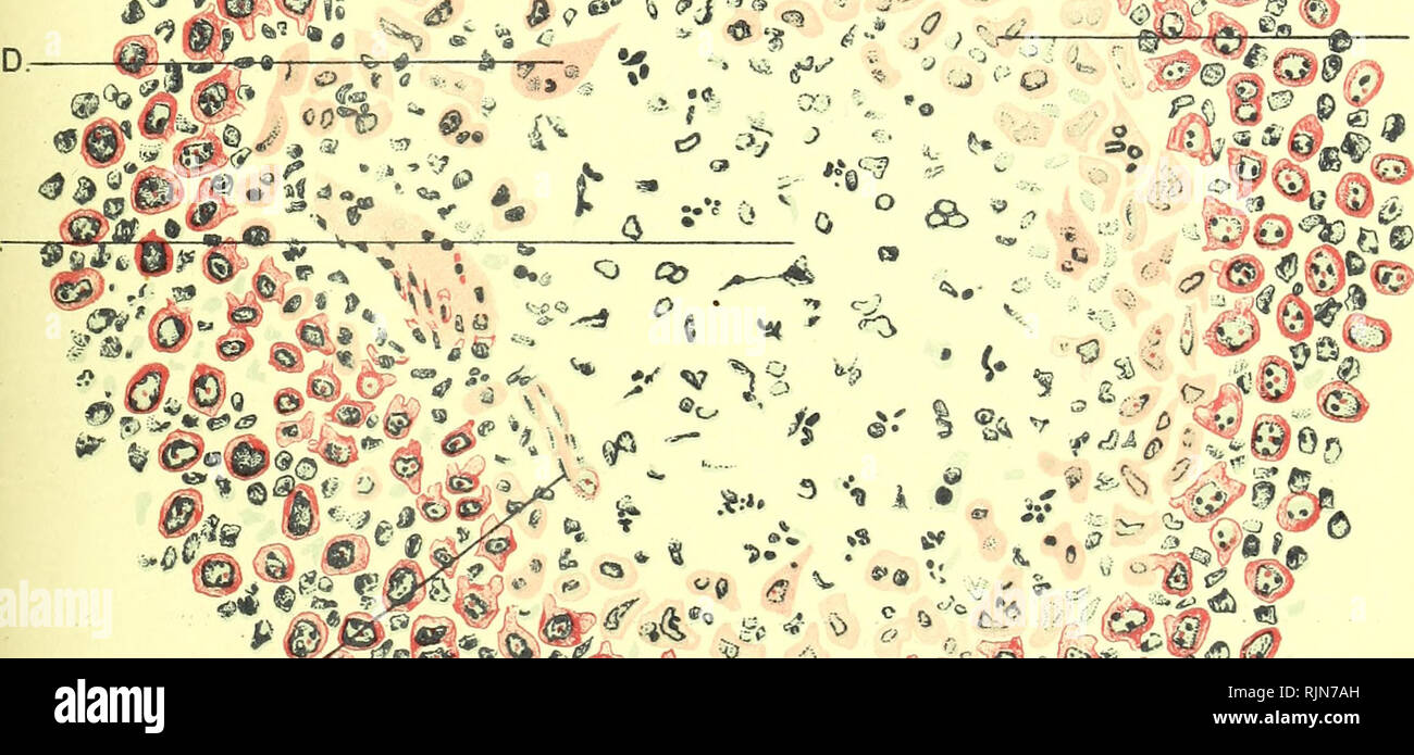 . Pathologie und Bakteriologie [elektronische Ressource