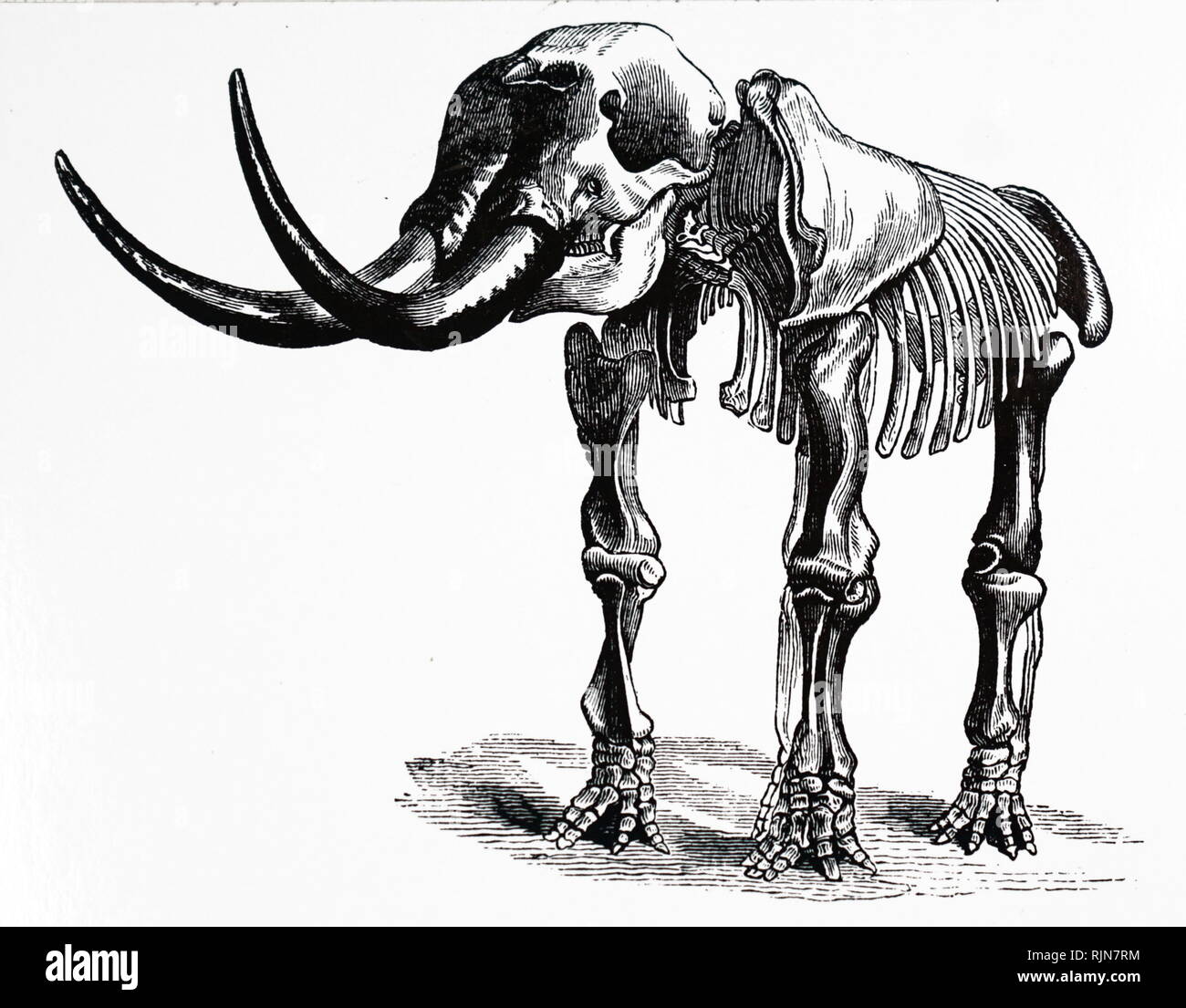 Ein kupferstich mit der Darstellung der restaurierten Skelett einer Mastodon. Die mastodone sind alle Arten von Ausgestorbenen proboscideans in der Gattung Mammut, entfernt verwandte zu Elefanten, dass Nord- und Mittelamerika während der späten Miozän und Pliozän Periode bewohnt. Vom 19. Jahrhundert Stockfoto