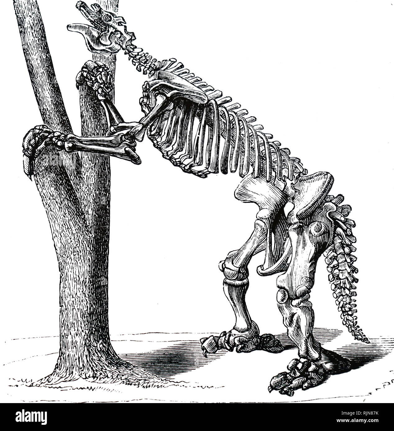 Eine Gravur, die das Skelett einer Megatherium (giant Ground Sloth) hauptsächlich Südamerikanischen Säugetiere von der Größe eines Elefanten - Obere pliozäne und pleistozäne Perioden. Vom 19. Jahrhundert Stockfoto