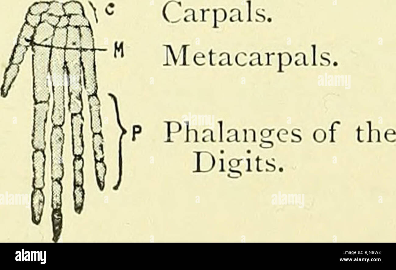. Elementare Lehrbuch der Zoologie [elektronische Ressource]. Zoologie