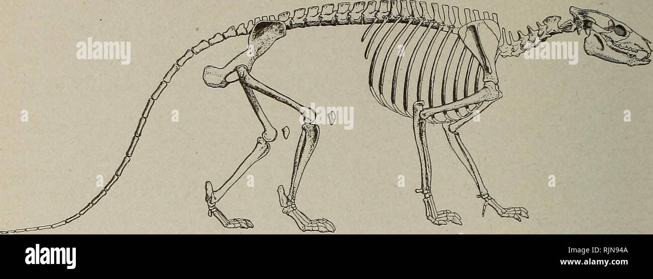 . Die badland Formationen der Black Hills Region. Geologie; Geologie, Stratigraphische; Wirbeltiere, Fossil. 110 Die Badiland Formationen der Black Hills [Region. Fignre'i 6 - Restauriert Skelett Agriochoerus latifrons. Nach Würze - Mann, 1896. in der Lage, seine Zehen offenbar bewaffnet waren mit Krallen anstelle der Hufe und die erste Zehe (der Daumen) Der ipot scheint einklagbar gewesen zu sein. Abgesehen von seiner Struktur das Tier war ähnlich wie die Oreodon. Es war ungefähr drei Fuß lange nicht einschließlich der recht langen Schwanz. Mesoreodon ist ebenfalls bemerkenswert, dass die schildknorpel des Stockfoto