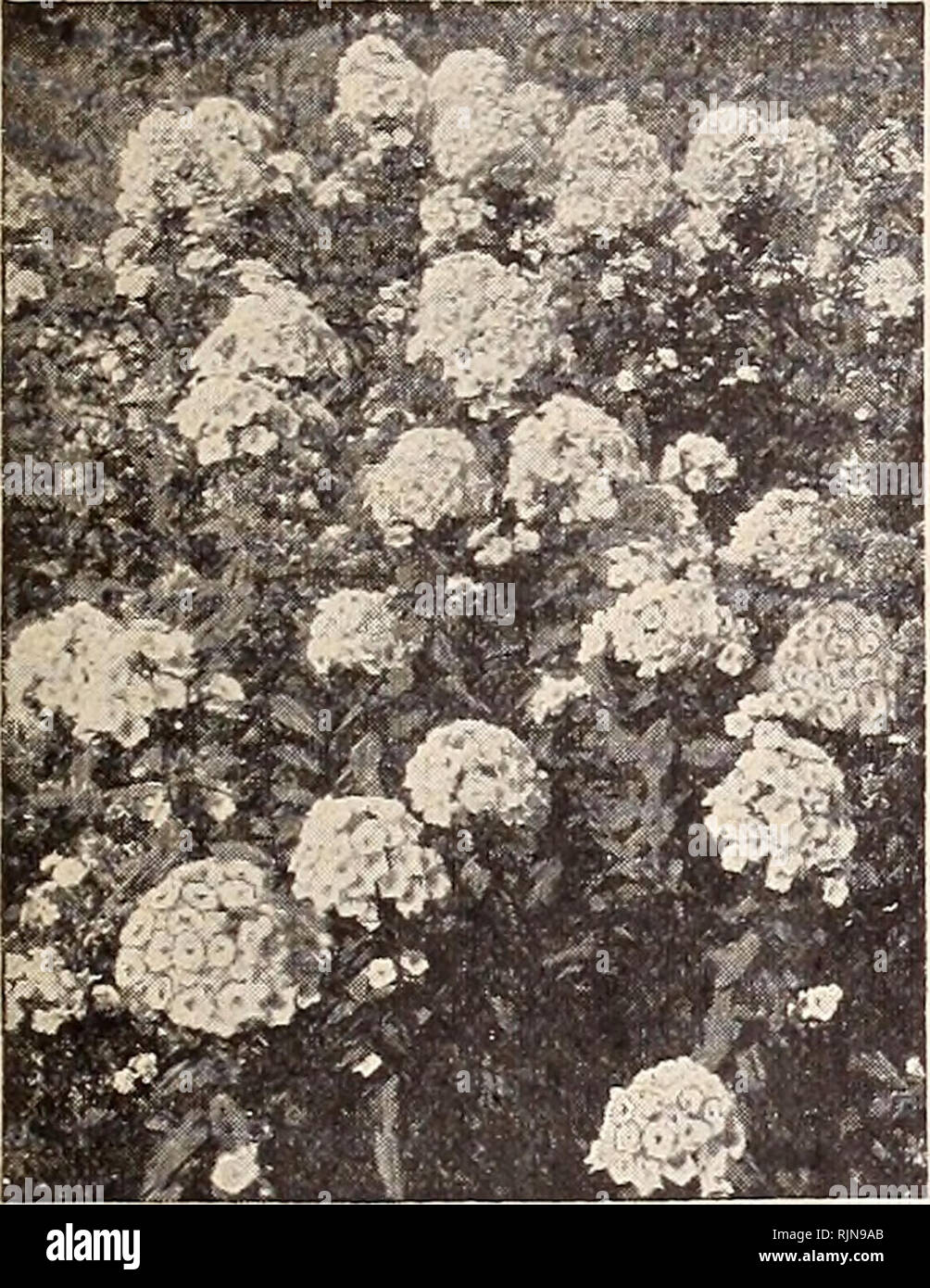 . Bailey's Samen Blumenzwiebeln Stauden Geflügel versorgt. BAILEY &Amp; Söhne, Salt Lake City, Utah Seite 37 STAUDE SAMEN UND PFLANZEN winterharte Staude PHLOX (S. Decussata) Winterharte Stauden mehrjährig und ganz verschieden von den Sorten der Phlox Drummondi, die Jahrbücher. Das Saatgut wir aus unserem eigenen unvergleichlichen Sammlung gespeichert worden und nur in der Mischung geliefert. Pkt., 10 c, 14 Oz., 75 C. SHASTA GÄNSEBLÜMCHEN (Chrysanthemum Leucanthemum). [. Phlox SCABIOSA (pincushion) für Personen, die vertraut sind mit dem jährlichen möglichen Scabiosa benötigen wir nur sagen, dass die pro-ennials ähneln die Hefte e Stockfoto