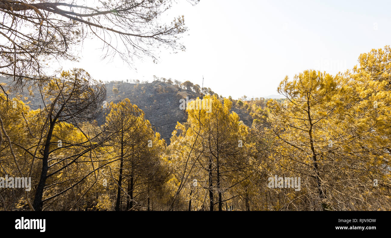 Wald von Kiefern fast durch einen Brand in den Vordergrund und blauer Himmel mit Wald im Hintergrund Verbrannt Verbrannt Stockfoto