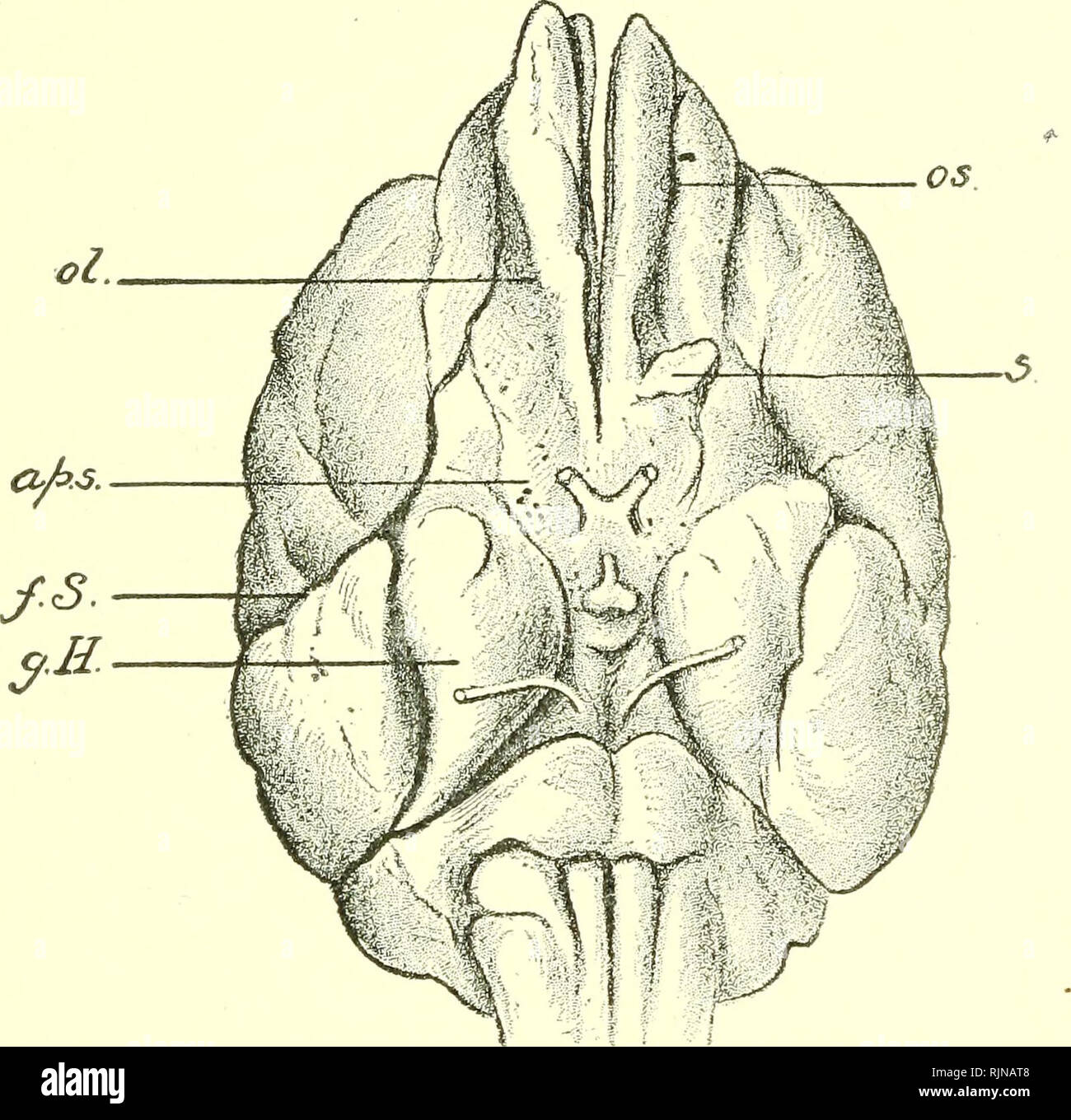 . Ein Lehrbuch der Embryologie für Studierende der Medizin [elektronische Ressource]. Embryologie; Embryologie. Metamorphose DER FORE-Gehirn blasen. 315 menschliche Gehirn durch die graue Substanz des vorderen perforierten Lamina (oder Raum), und durch das trigonum olfactorium und der Bereich des Broca, sowie von der inneren und der äußeren Wurzeln des olfaktorischen Trakt (Hinweis olfaktorischen Lobe des Hundes Gehirn, Abb. 158).. Abb. 158,- Basis des Hundes Gehirn: ol., olfaktorischen Lobe; a.s., Region entsprechende perforierte Raum, der im Olfaktorischen lobe enthalten ist nach anterior; w.S., Riss des Sylvius; g, Hippocampus, gyrus Verst Stockfoto