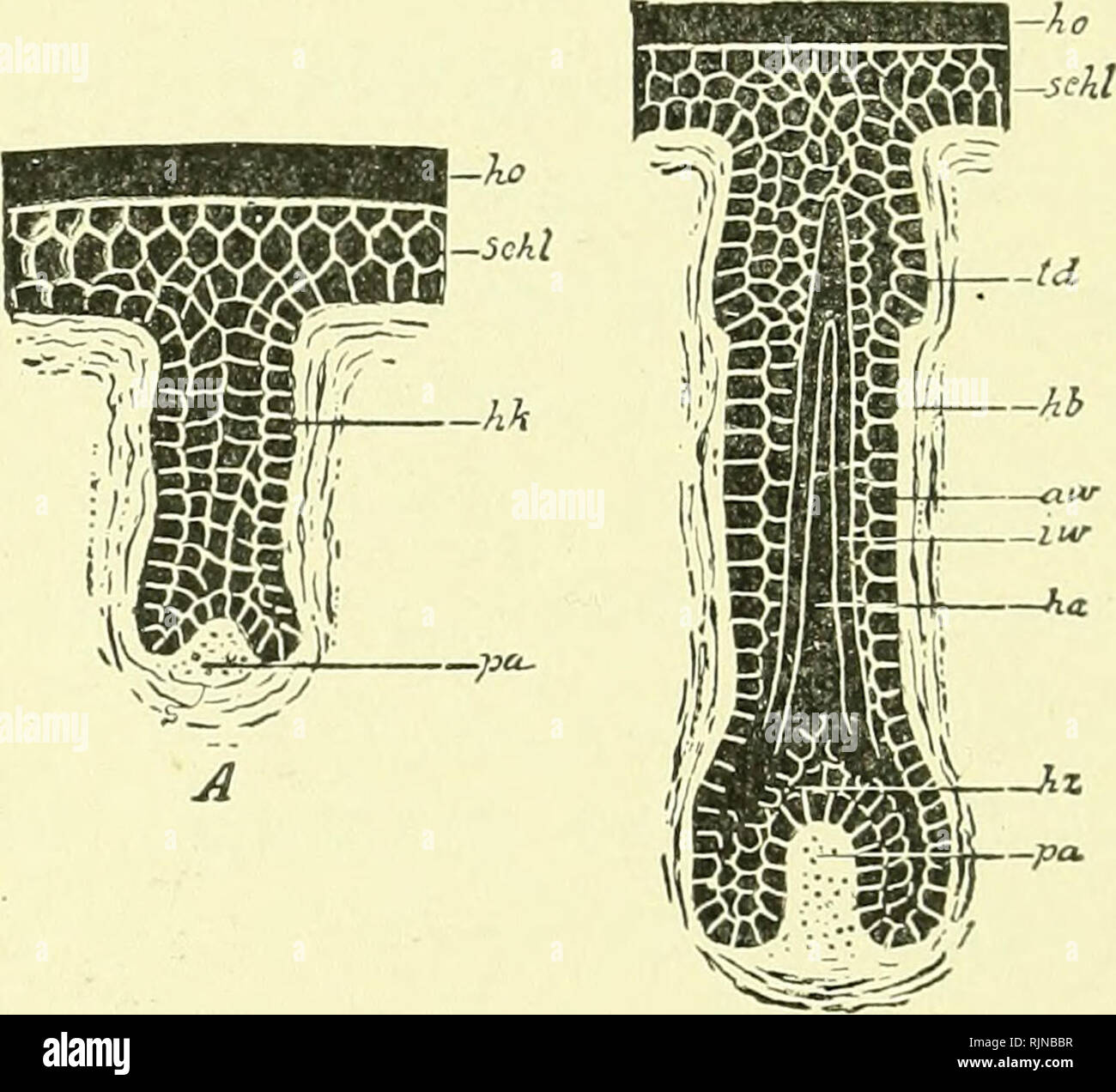 . Ein Lehrbuch der Embryologie für Studierende der Medizin [elektronische Ressource]. Embryologie; Embryologie. 272 Lehrbuch der Embryologie. Haar ist ganz aus ectodermic Ursprungs, die von der Epidermis der Haut abgeleitet, während das Haar - follikel teilweise von der Epidermis abgeleitet und in Teil ist ein Produkt der Lederhaut. Die Haare sind homologe mit den Federn und Schuppen der niederen Tiere. Die Entwicklung der Haare ist im dritten Monat des Fetus durch das Auftreten von kleinen festen Massen von epithel im Stratum Malpighii der Epidermis eingeleitet. Die epithelzellen Stopfen oder Haar - Keime wachsen Stockfoto