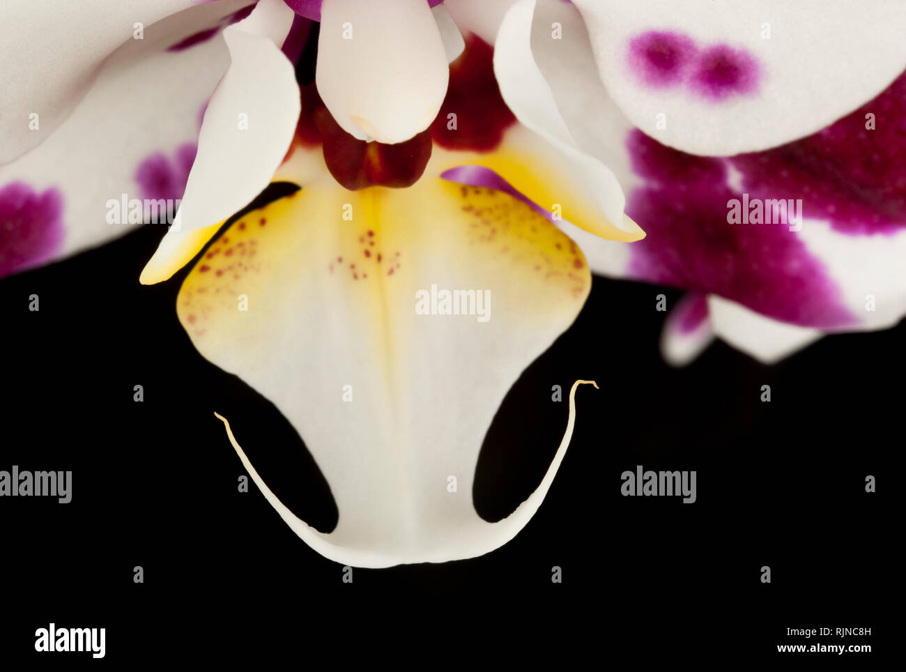Eine Orchidee auf schwarzem Hintergrund Stockfoto