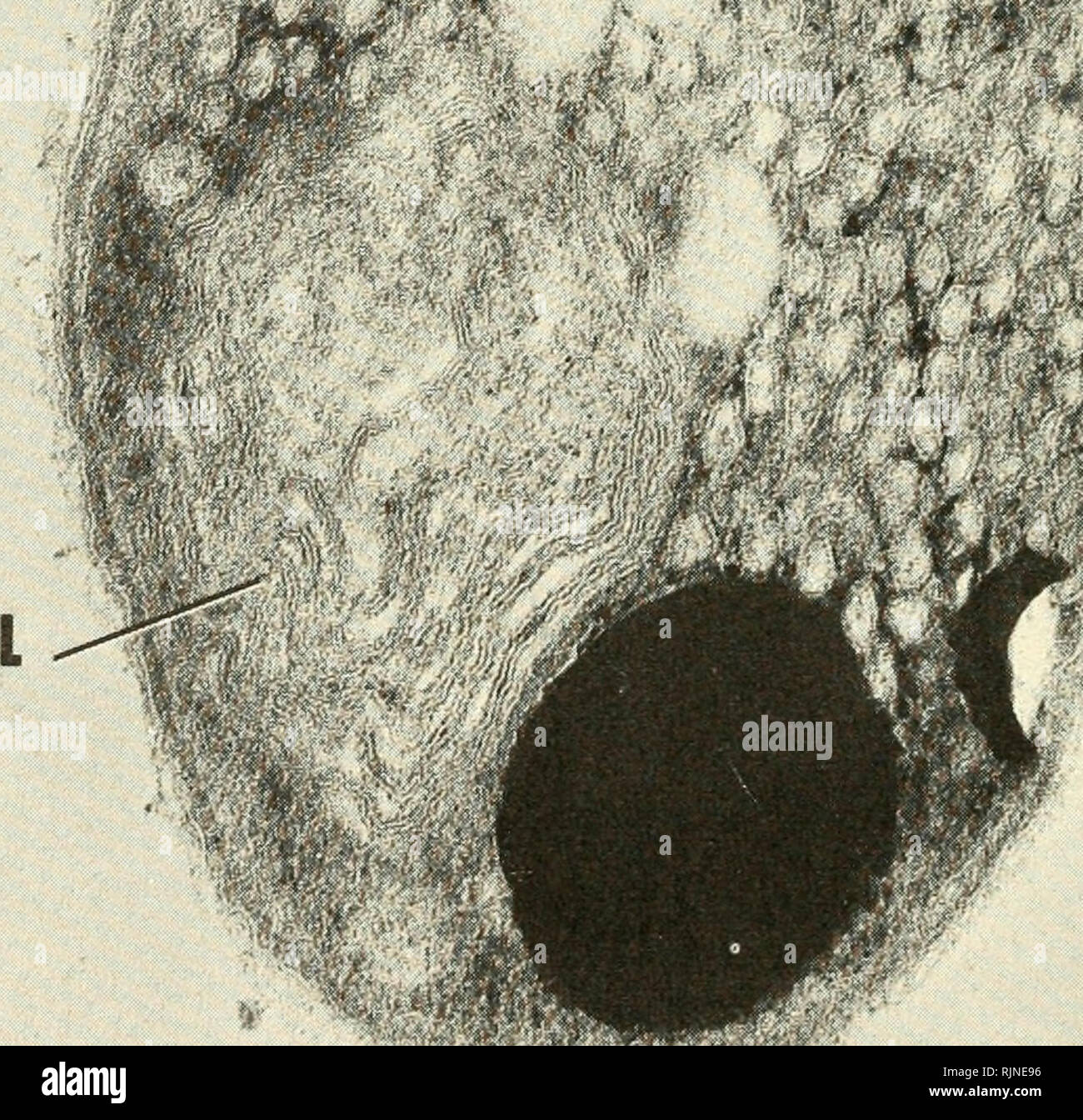 . Bakterielle Photosynthese. Bakterien -- Physiologie; Photosynthese. 10 Abb. 10. Relativ dicken Abschnitt eines kleinen Schwefel lila Bakterium, Thiocapsa bei geringer Lichtintensität gewachsen. Das Zytoplasma enthält typische Membran - begrenzte Vesikel (v), sowie einem großen Einbeziehung der gekoppelten Lamellen (L). Die sehr Elektron-dichte Bereiche stellen polymetaphosphate Einlagen. Die klare Bereiche sind wahrscheinlich Ablagerungen von Glykogen. Main Fixierung, 18 Stunden, nach Anfärben mit Natriumhydroxid führen. X 120.000.. Bitte beachten Sie, dass diese Bilder aus gescannten Seite Bilder, die digital für r erhöht worden sein können extrahiert werden Stockfoto