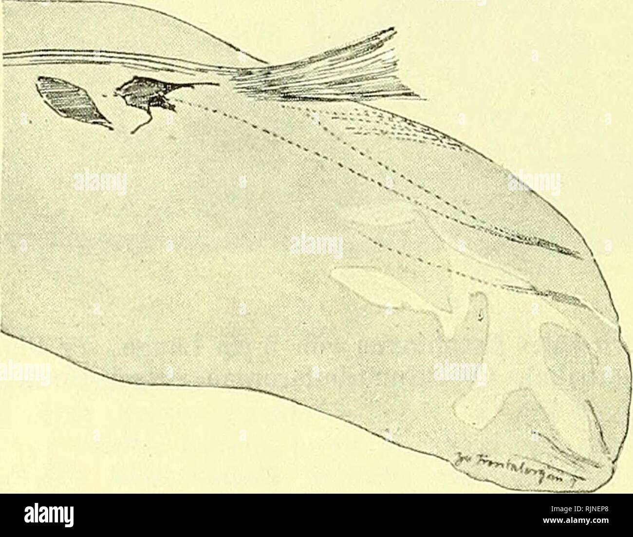 . Lehrbuch der Vergleichenden Mikroskopischen Anatomie der Wirbeltiere [elektronische Ressource]. Wirbeltiere; Auge; Wirbeltiere; Auge. 6 Amphioxus. Physiologische Beobachtungen, welche über die Funktion of this Zellen etwas besagen Smooze Sound, liegen nicht vor; doch ist "die Überein-stimmung in der Struktur of this Zellen mit der der sogenannten Sehzellen (Hessische) eine so offenkundige und weitgehende, daß man beide mitein-ander verwechseln könnte". Und merkwürdigerweise kann man La Palud-Schnitten durch das Hinterende des Rückenmarkes auch ventrale Zellen finden, die nichts weiter sind als "Sehze Stockfoto