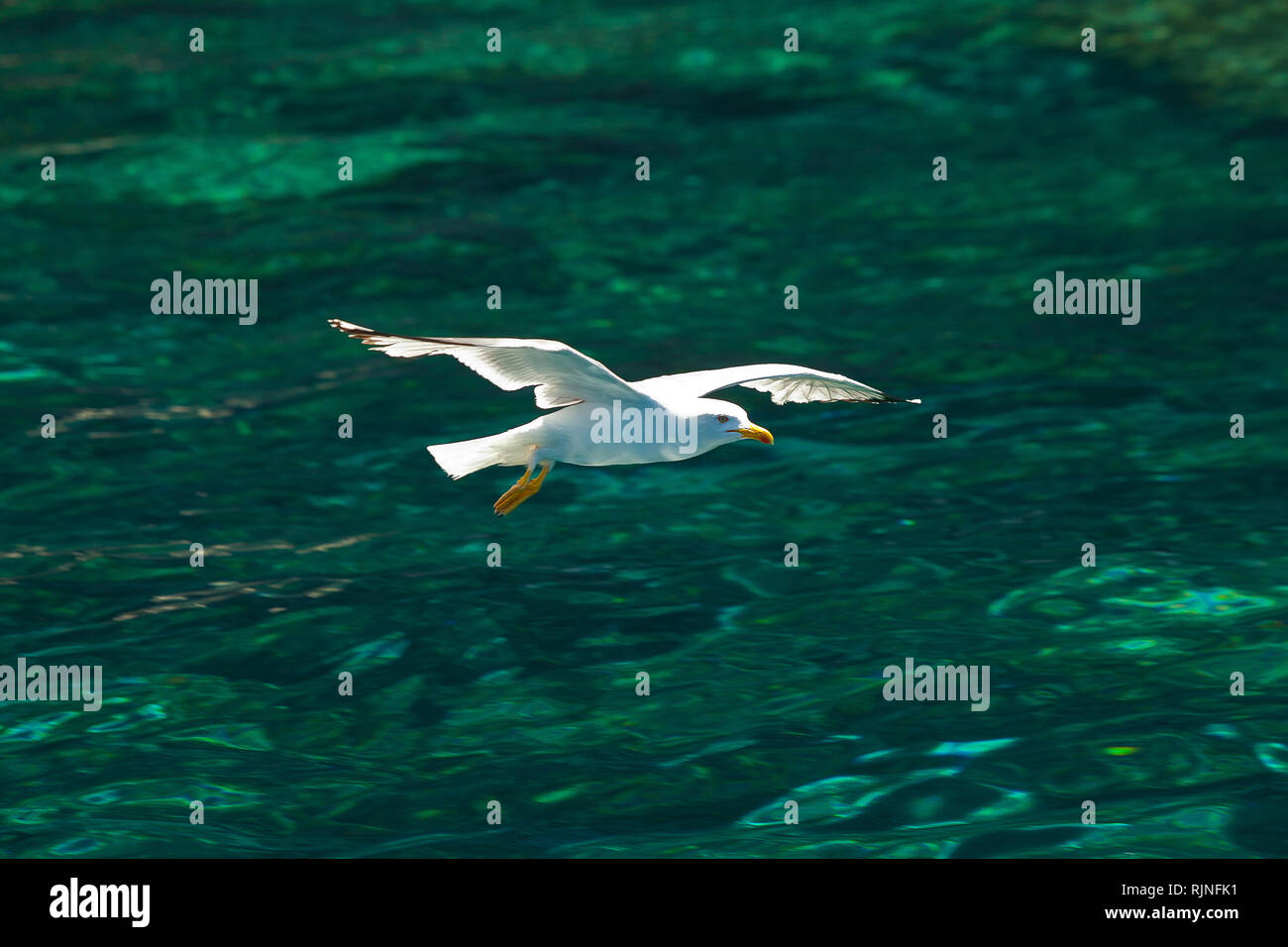 Seagull bei Andros Insel vor dem grünlichen Wasser Stockfoto