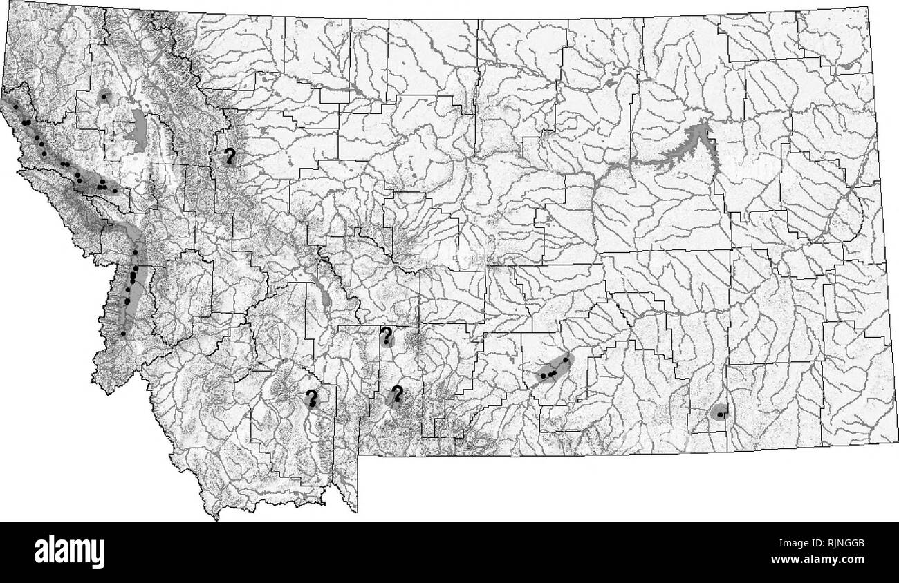 . Montana Amphibien und Reptilien status Assessment, Literatur und Erhaltung Plan. Amphibien und Reptilien; Indikatoren (Biologie); Lebensraum (Ökologie); Artenschutz. Amerikanische Ochsenfrosch (Rana catesbeiana) Up-to-date Verbreitung und Status Informationen können auf TRACKER website die Montana natürlichen Erbes Programm an mtnhp.org exotische Arten gefunden werden. Verteilung/Taxonomie Die bullfrog erkannt wird als eigenständige Arten mit einer nativen Bereich östlich einer Linie, die vom Northwest Wisconsin zu South Central Texas (Bury und Whelan 1984; Wiese 1990). Sie haben jedoch jetzt weit in Stockfoto