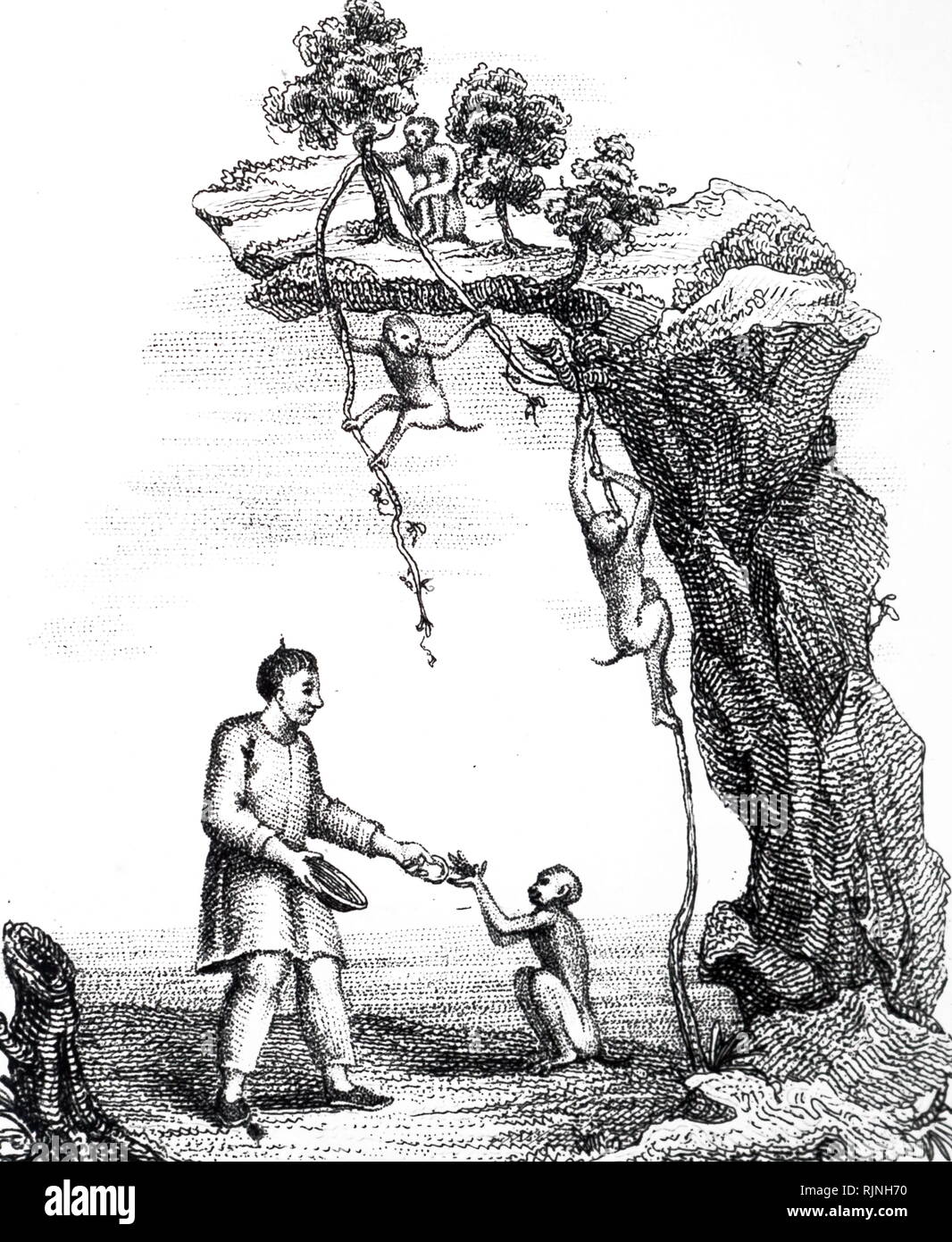 Eine Gravur, trainierten Affen verwendet wird Kaffee wächst an unzugänglichen Orten zu sammeln. Vom 19. Jahrhundert Stockfoto