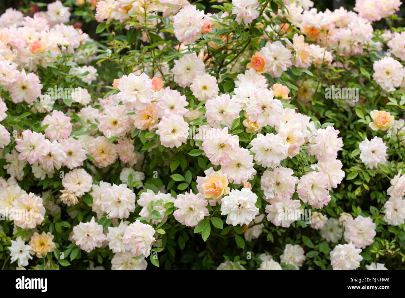 Rambling Rose in einen Englischen Garten. Stockfoto