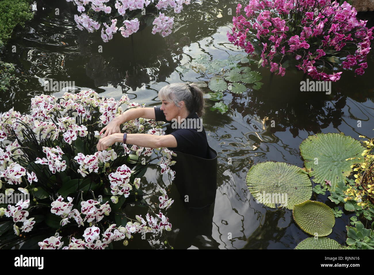 Kew Orchid Festival: Feiern Sie die Farbe von Kolumbien vom 9. Februar bis März 2019 Stockfoto