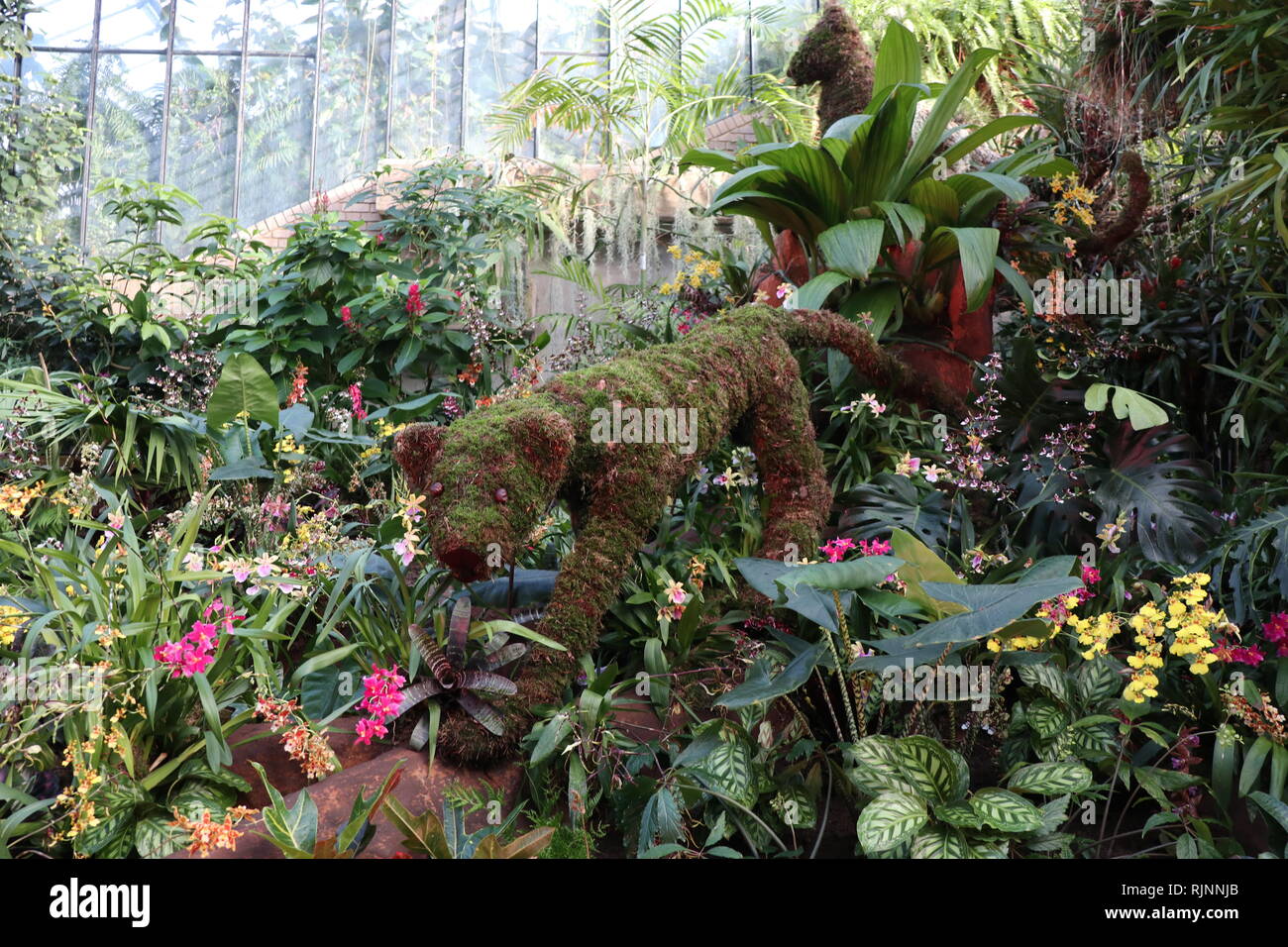 Kew Orchid Festival: Feiern Sie die Farbe von Kolumbien vom 9. Februar bis März 2019 Stockfoto