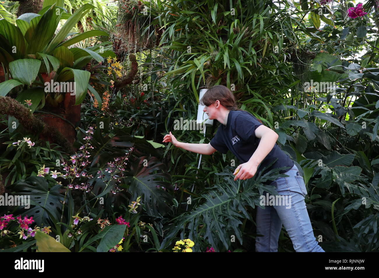 Kew Orchid Festival: Feiern Sie die Farbe von Kolumbien vom 9. Februar bis März 2019 Stockfoto