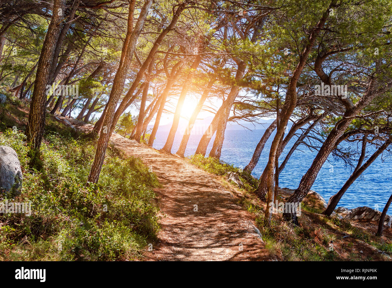 Kiefernwald am Ufer des blauen Meeres. Bild in herbstlichen Farben. Kroatien. Stockfoto