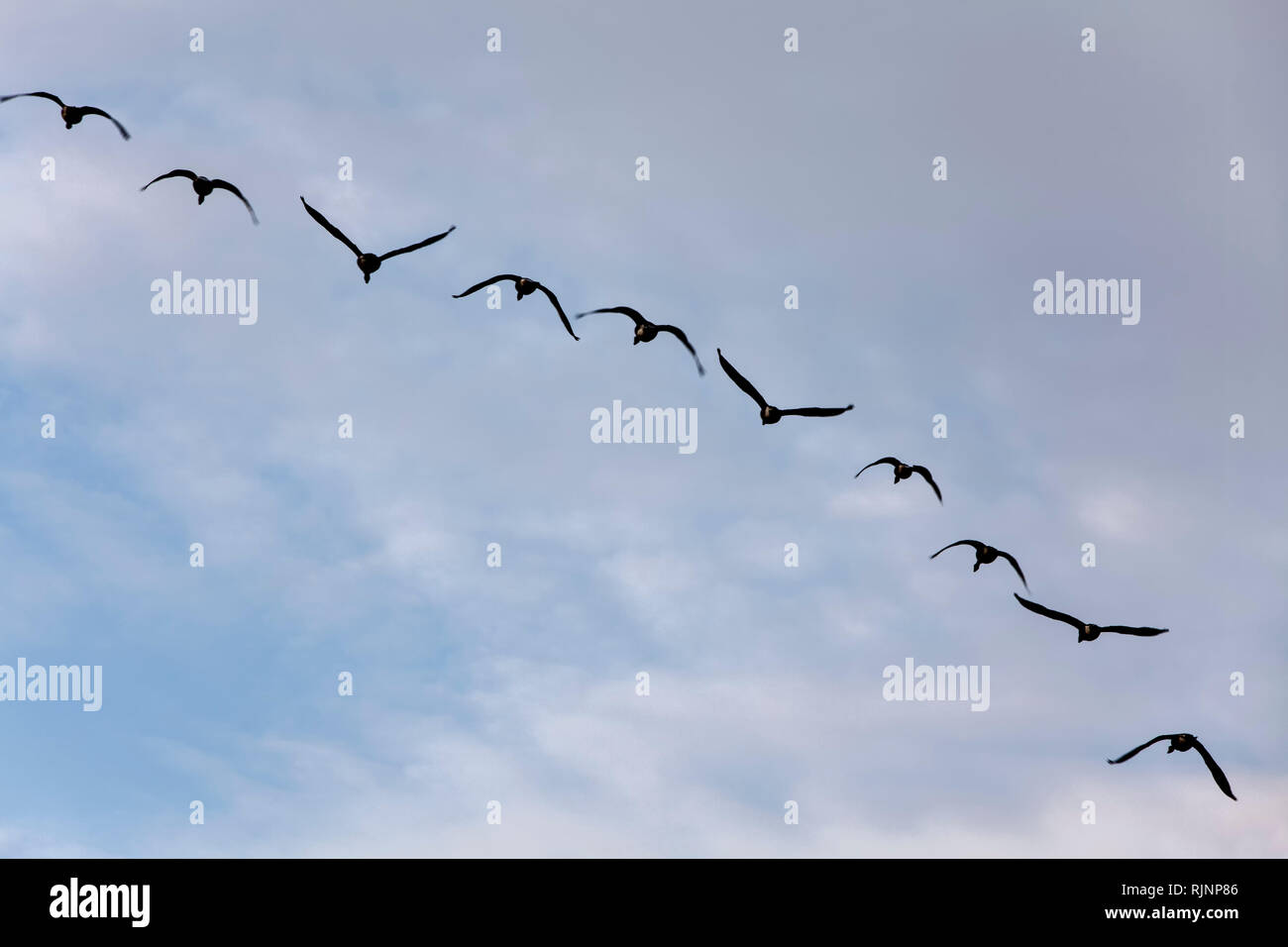 Fliegende Gänse, Kappeln, Schleswig-Holstein, Deutschland, Europa Stockfoto